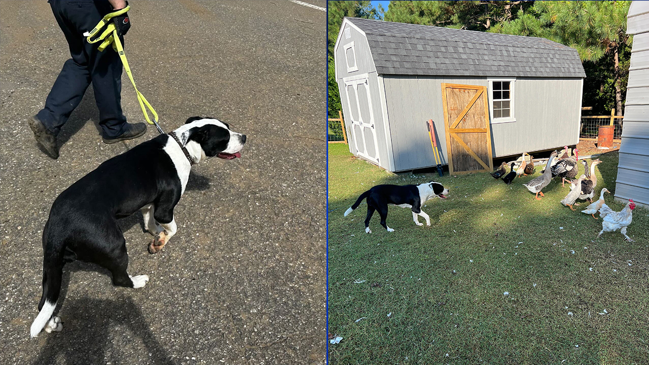 Left, Lulu after being found wandering in western NC, and right, in Wake Forest with fine, feathered friends.