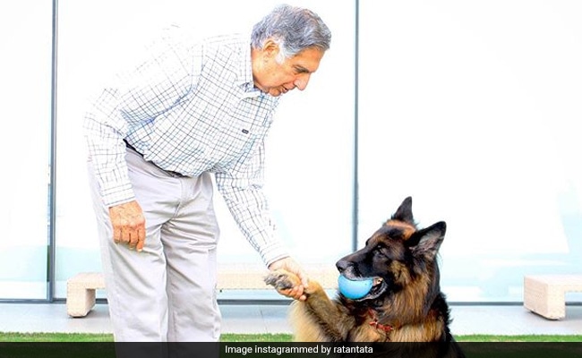 In His Will, Ratan Tata Ensures 'Unlimited' Care For His Dog 'Tito' In His Will, Ratan Tata Ensures 'Unlimited' Care For His Dog 'Tito'