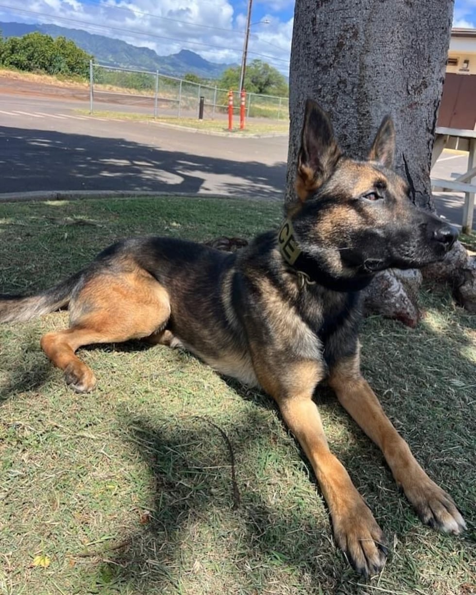 HPD K9s to receive bullet and stab protective vests