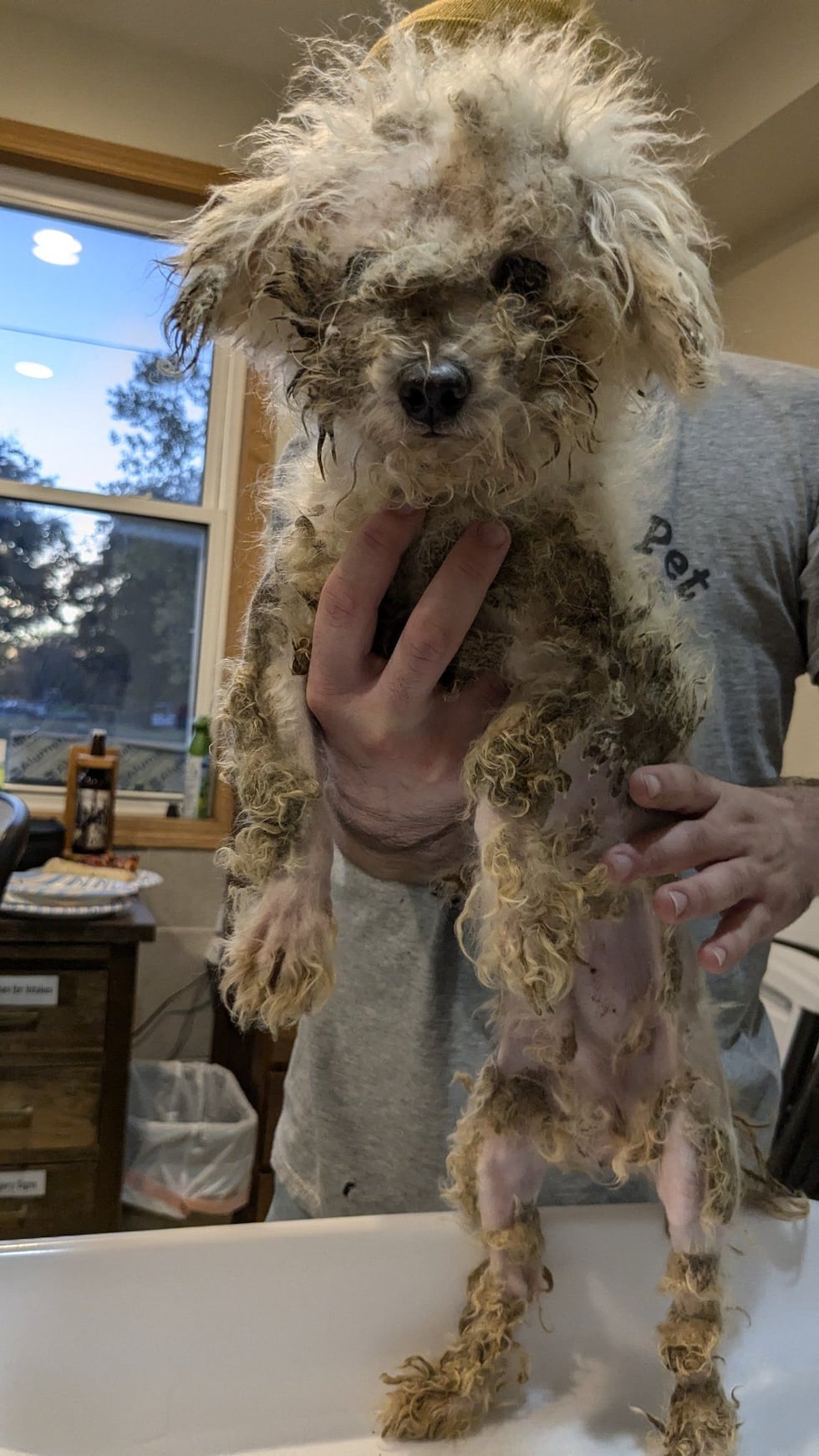 Rescuers examine dogs taken from Burton hoarding case.