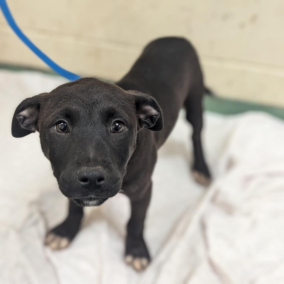 Pocus, a two-month-old male puppy up for adoption at Memphis Animal Services (MAS-A-41053)