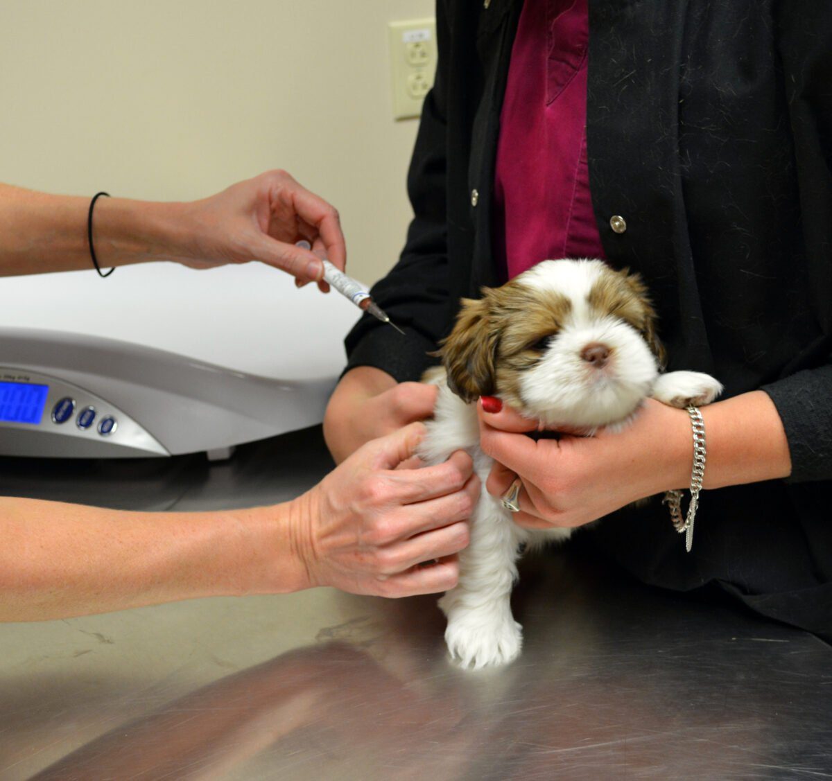 dog receiving Parvo vaccination