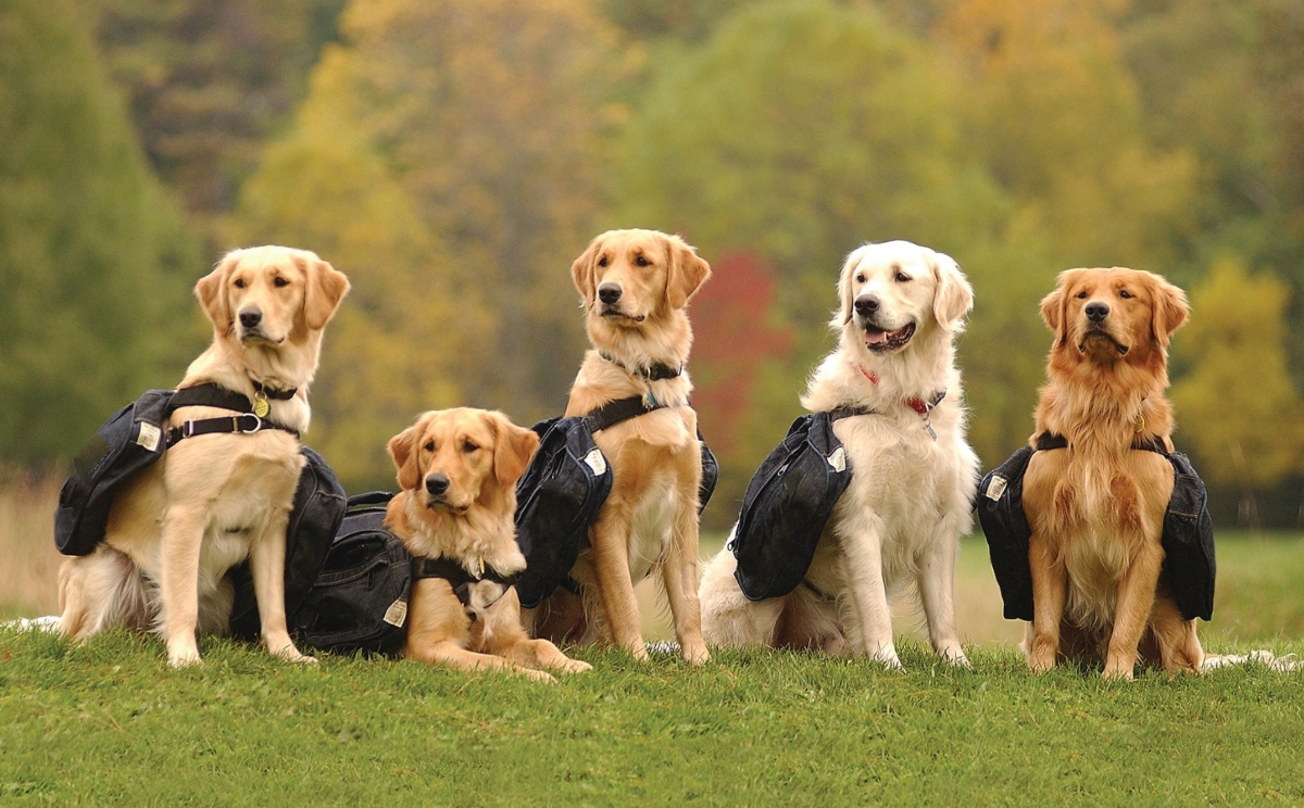 How Tempest Photography Gowns Service Dogs for Graduation Ceremonies 