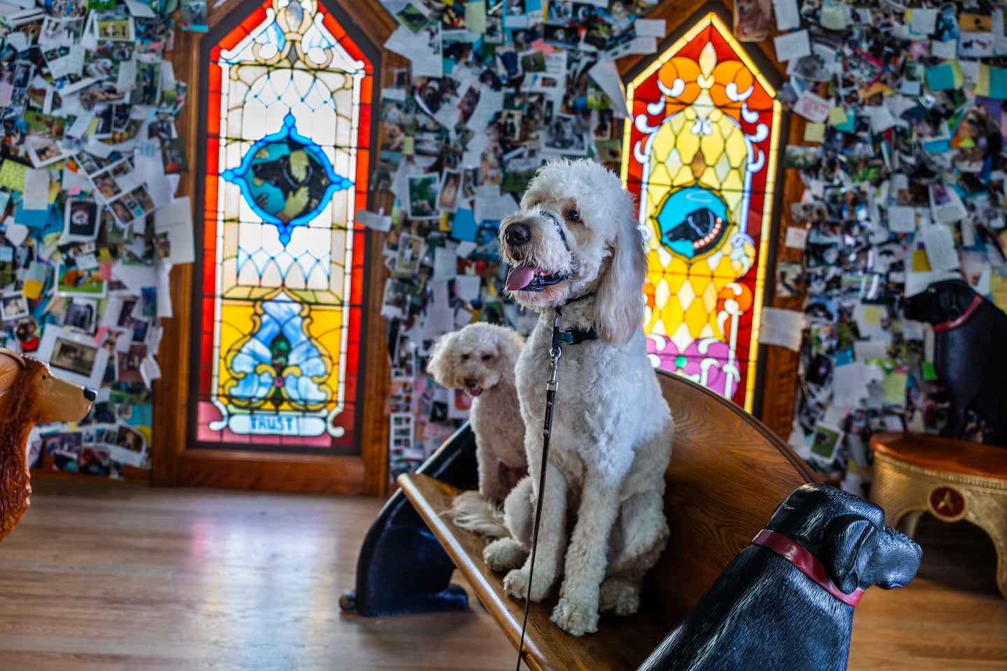 Moe and Milo take a seat in the Dog Chapel.