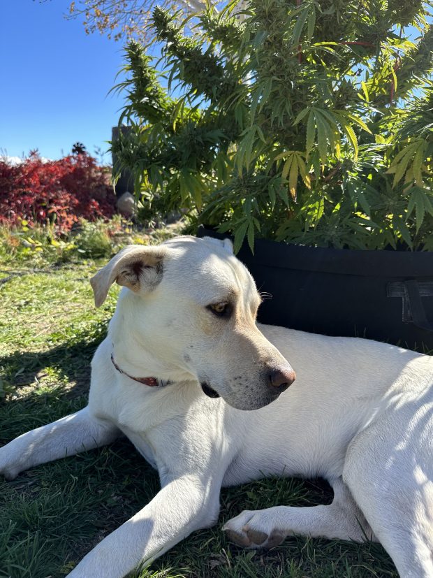 Colorado cannabis homegrowers should pay special attention to their dogs during harvest season. Dogs are naturally curious and commonly eat marijuana, according to local experts. (Tiney Ricciardi, The Denver Post)