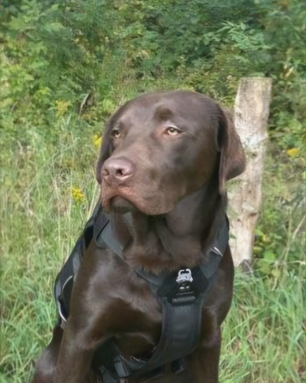 The Lenox Township Fire Department's dog Freddie recently received his certification as a search and rescue dog. (Courtesy of Jeffrey White)