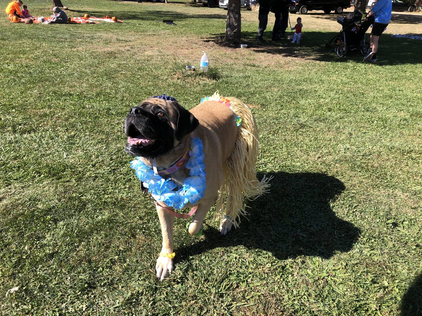 Nevaeh walks at Furever Home Dog Sanctuary near Spring Grove Oct. 19, 2024.