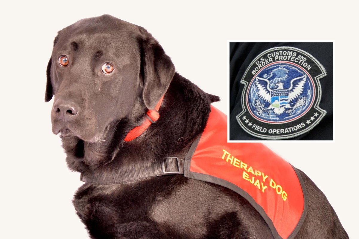 border patrol therapy dog