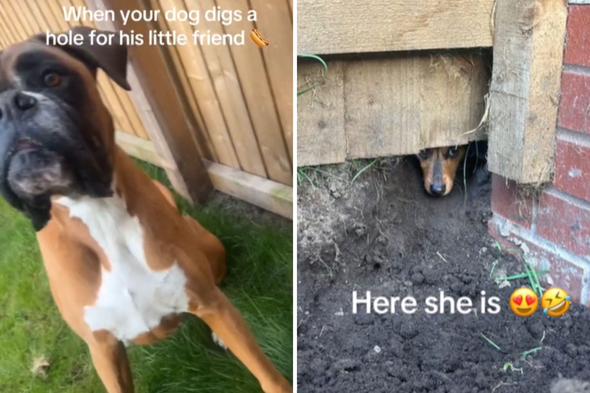 Boxer digs hole for friend