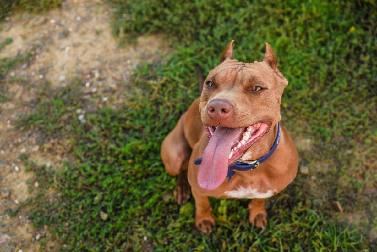 brown pit bull smiling