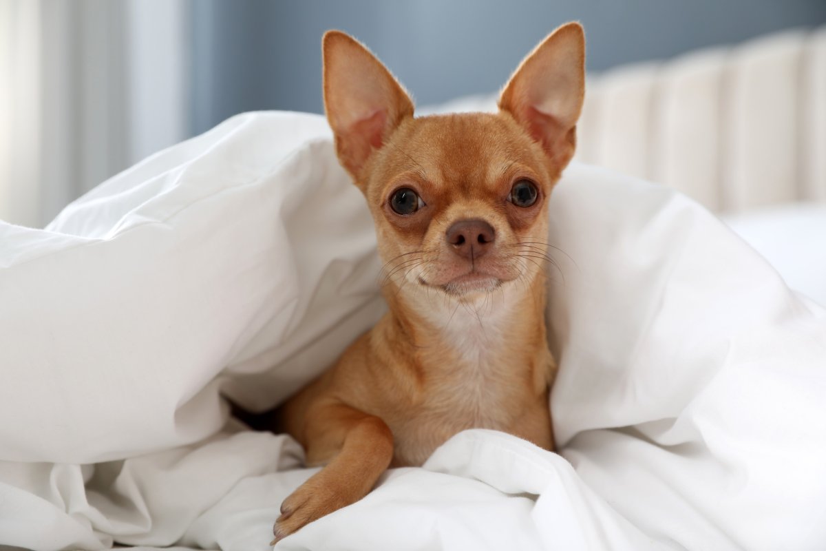 Chihuahua in bed