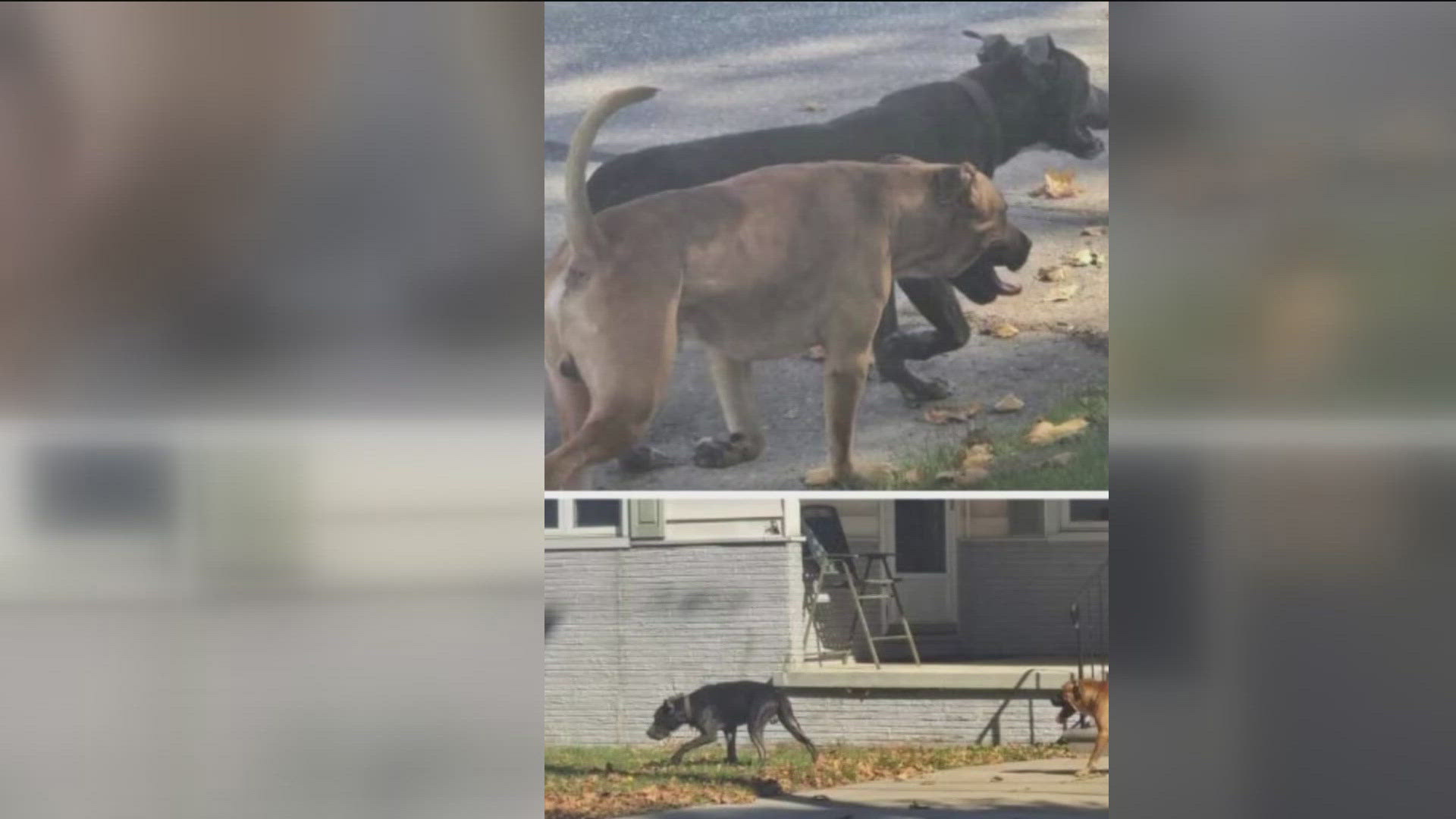 A resident on Licking Street said the dogs terrorized them and their pets for three hours, killing two cats.