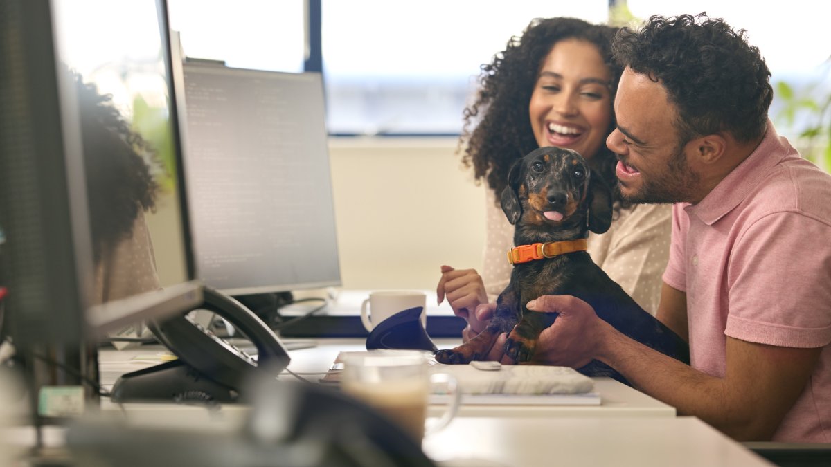 Dachshund Sits With Employees In Office