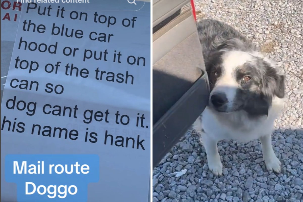 Delivery instructions because of dog