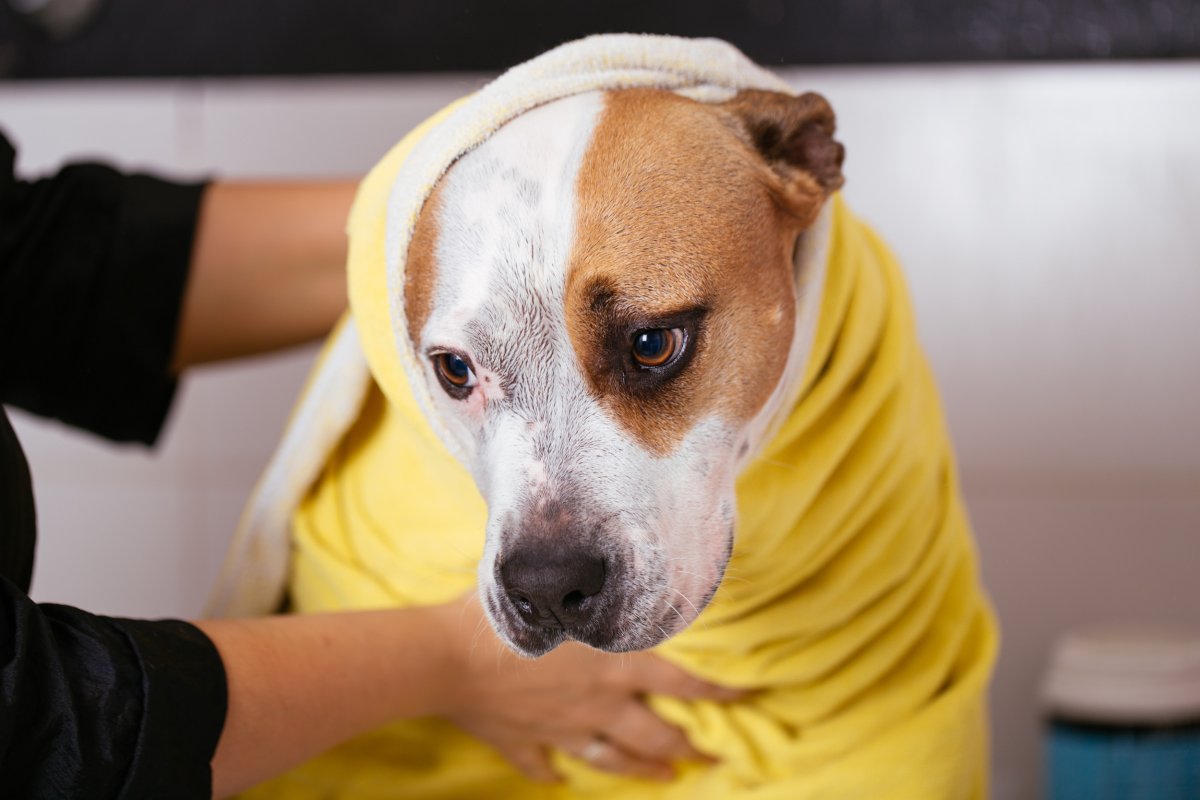 Dog being dried with a towel