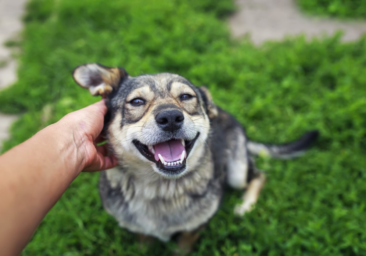 Dog being fussed