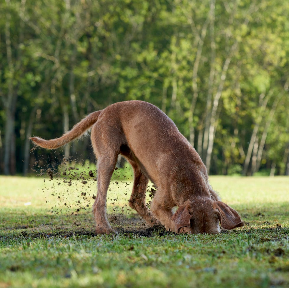 magyar vizla hungarian dog breed fci group 7 pointers