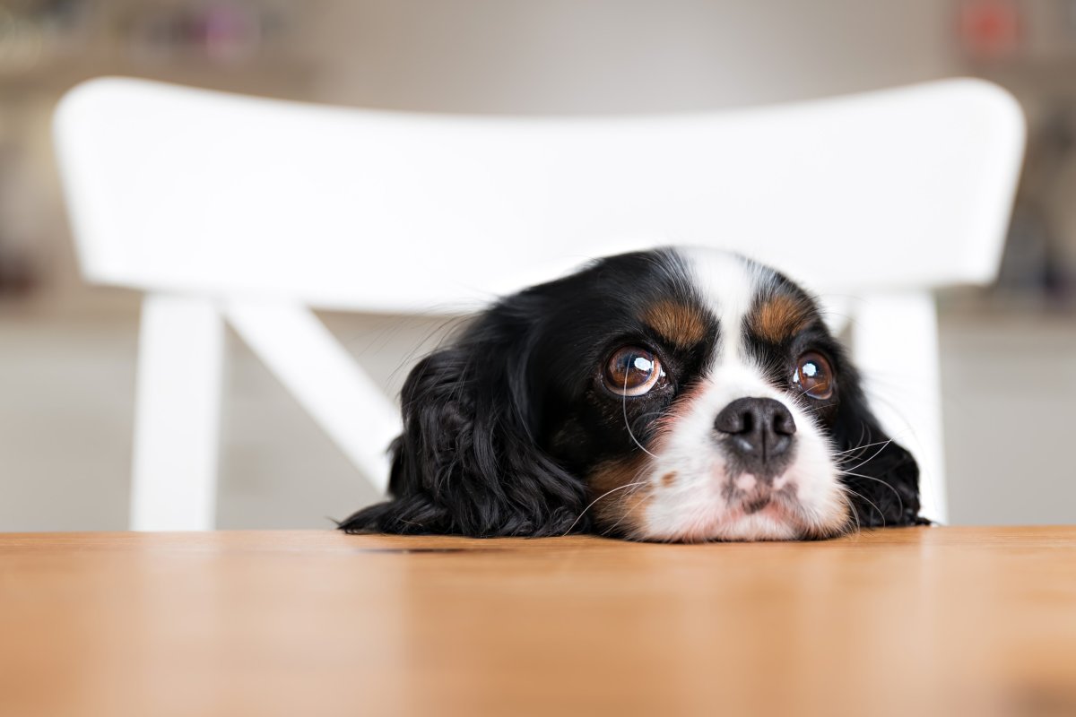 Dog at dinner table