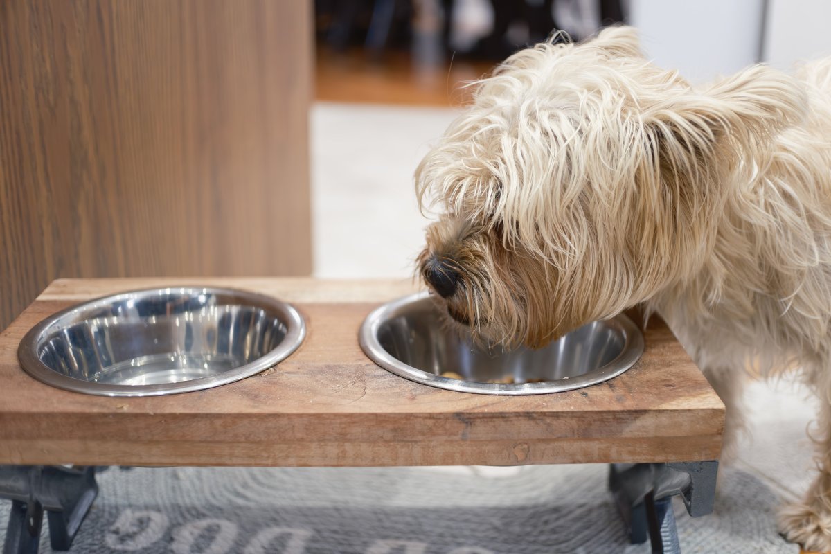 Dog drinking water