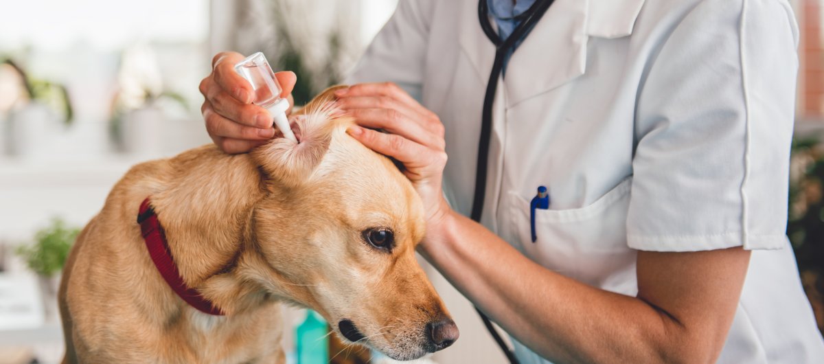 dog ear cleaning vet