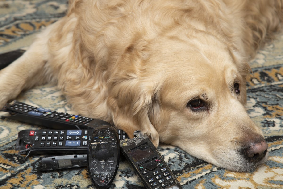 Dog laying next to chewed remote controls.