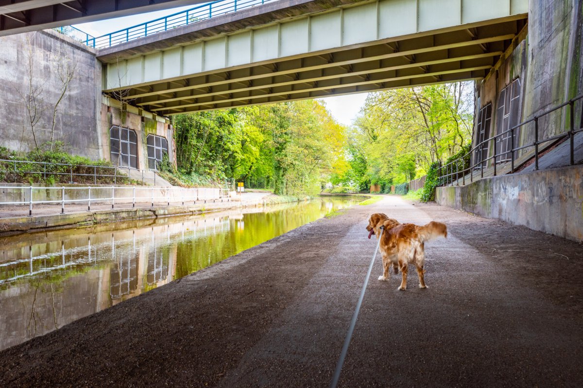 Dog on leash walking near canal.