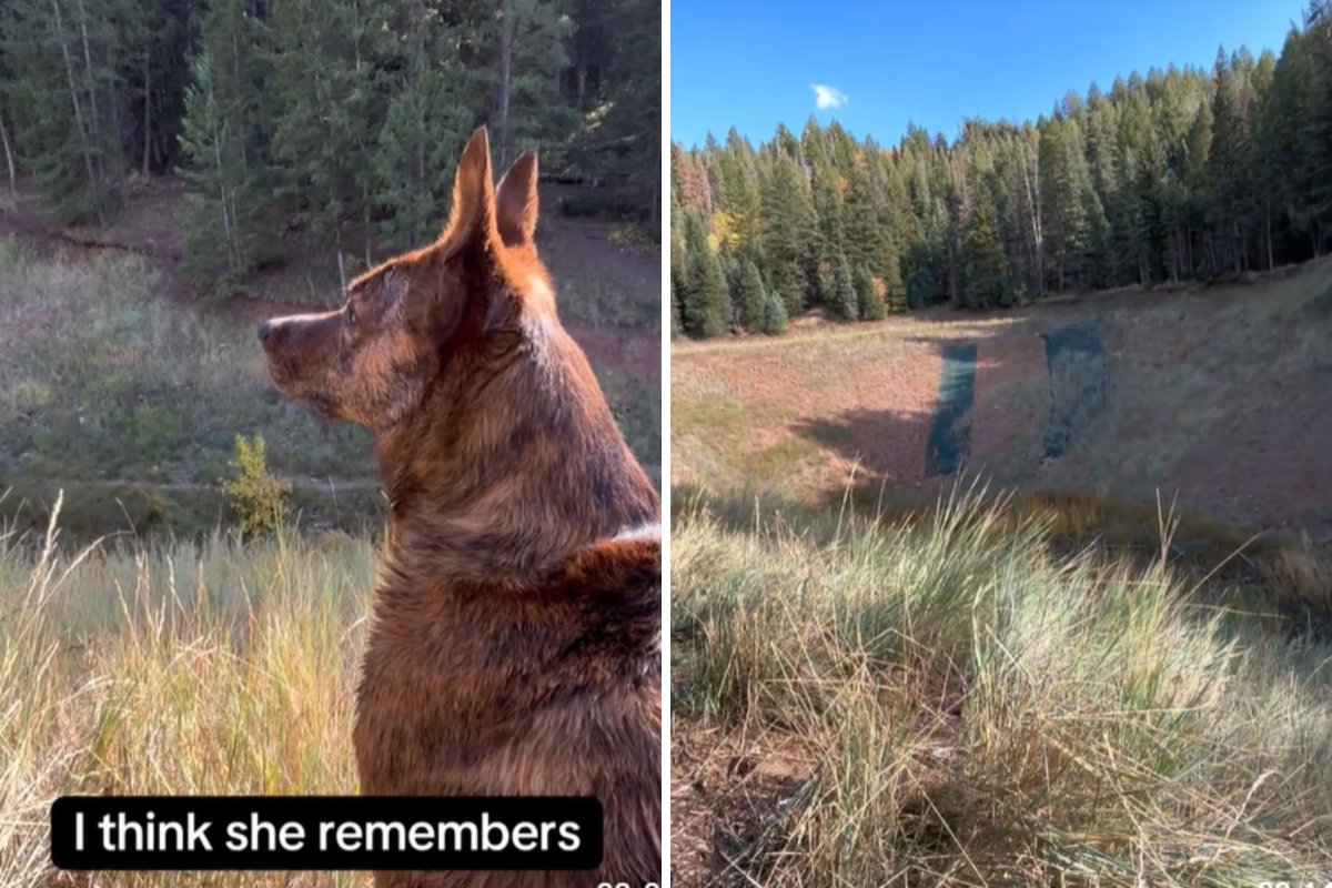 Dog looking off into distance