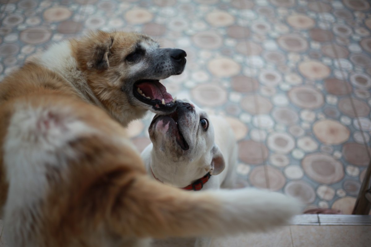 dog pins brother to wall