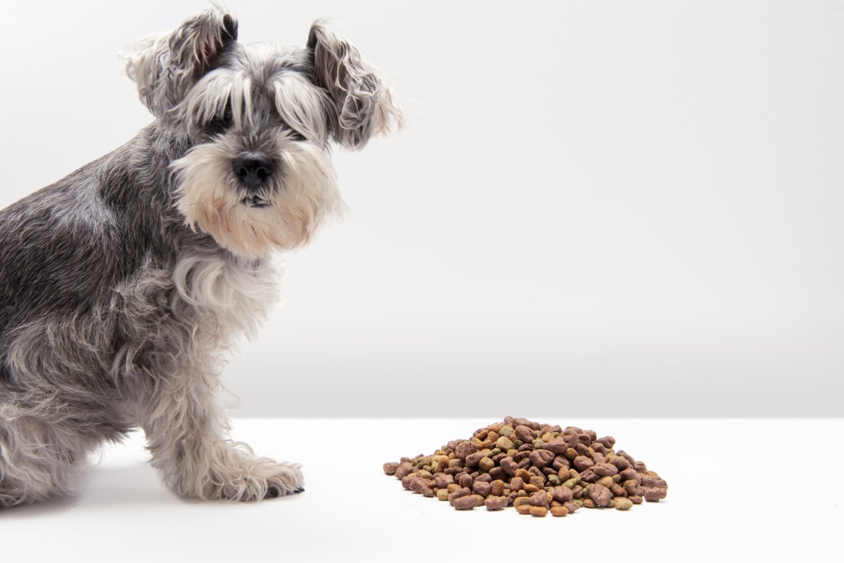 Dog sitting in front of his kibble