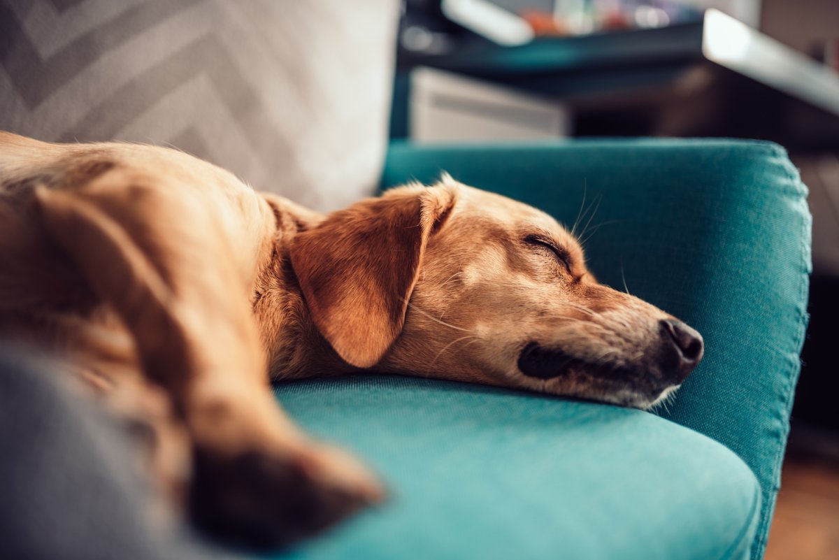 Dog Sleeps On Couch