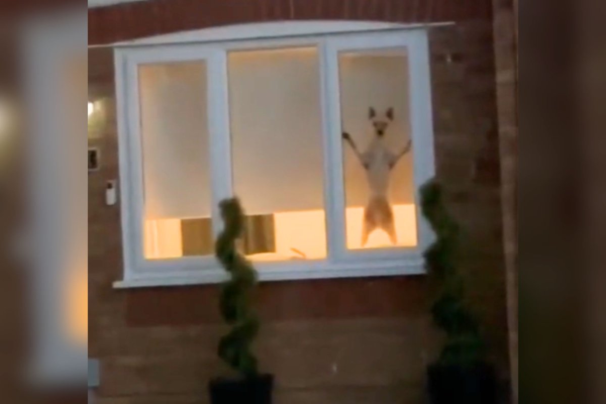 Dog watches owner from window