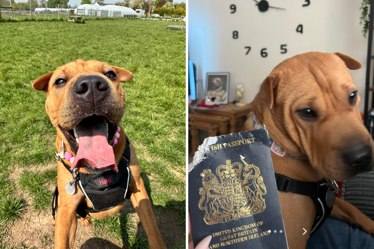 dogs chews passport off