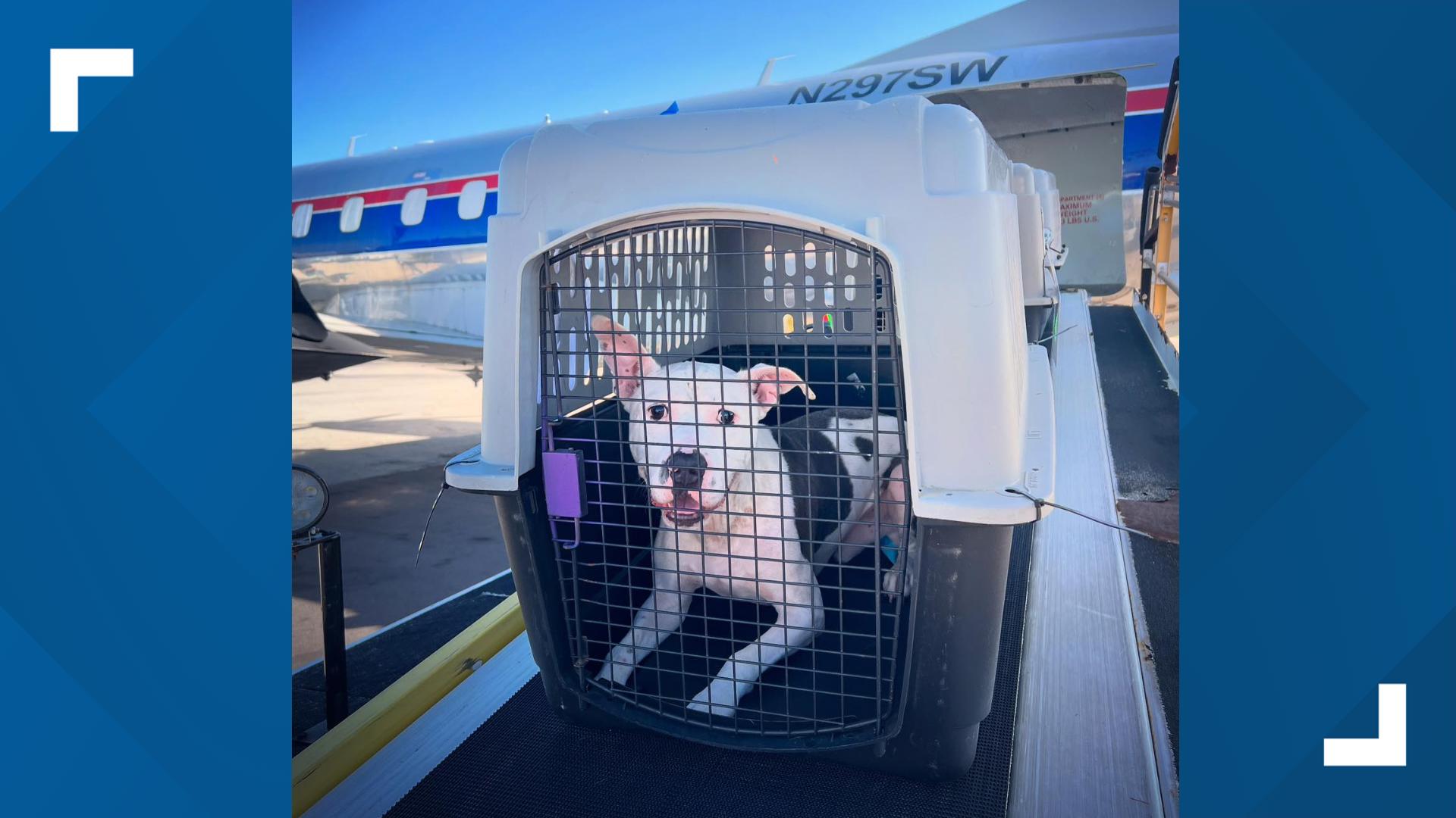 The dogs came from the Humane Society of Sarasota County in Florida after hurricanes Helene and Milton.