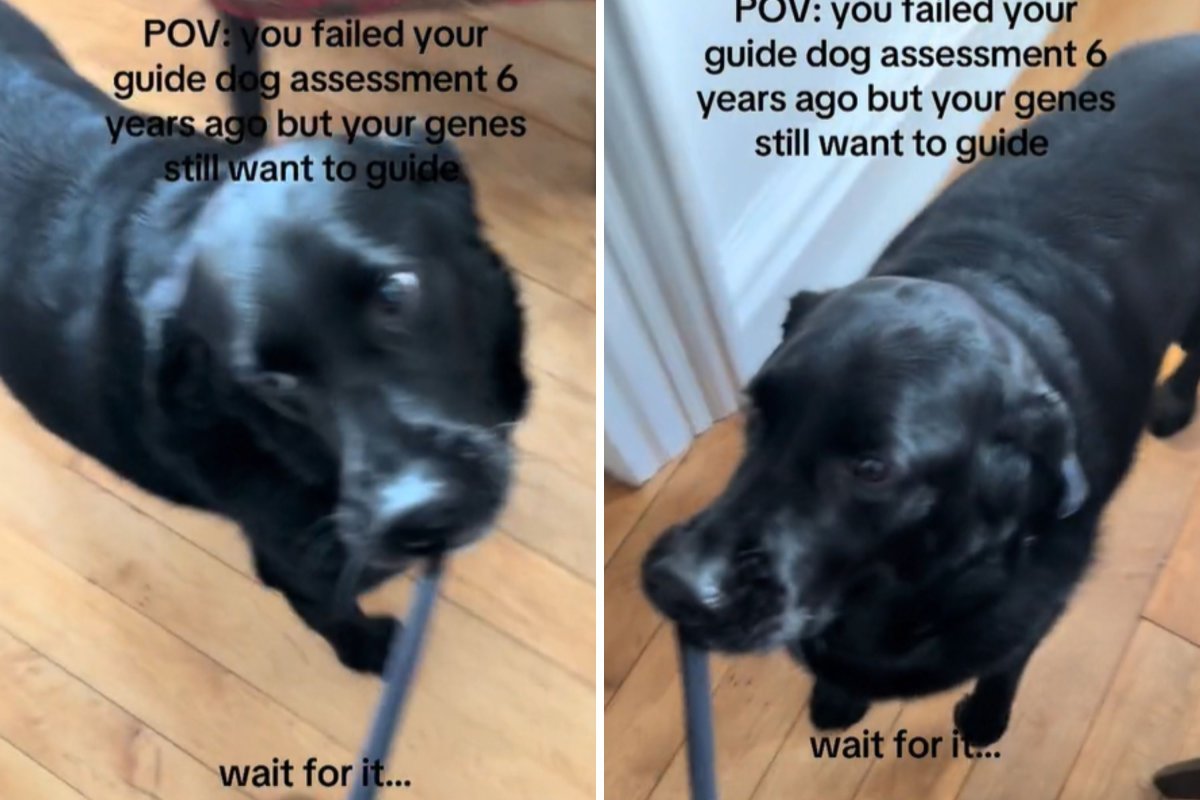 Failed guide dog still guiding