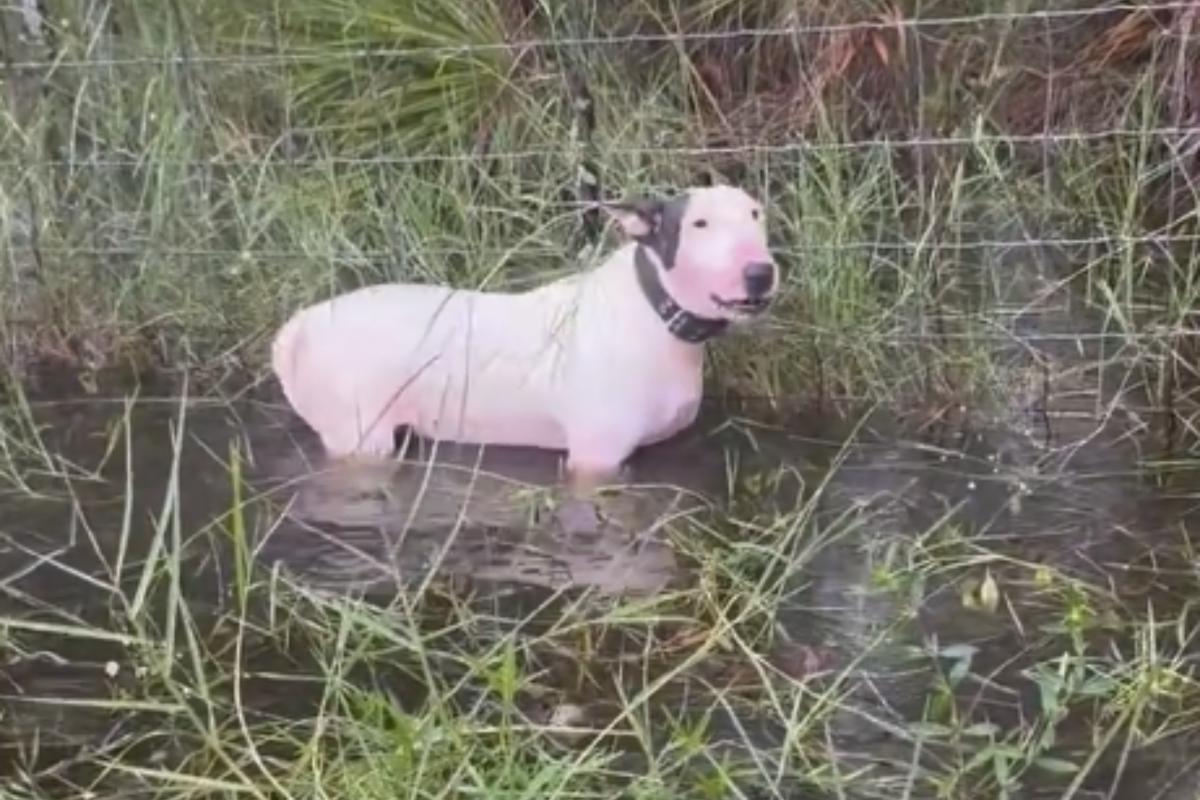 Florida Police Rescue Dog Tied to Pole