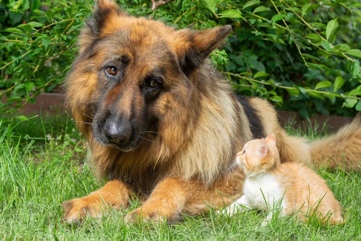 German shepherd and kitten