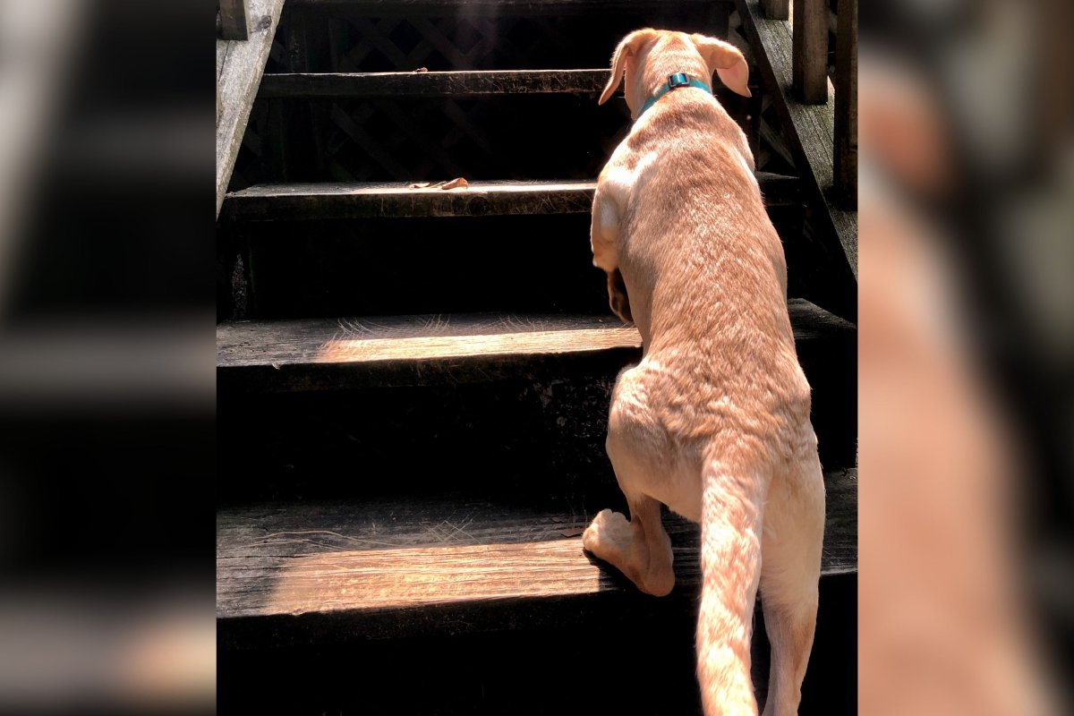 Golden retriever climbing stairs