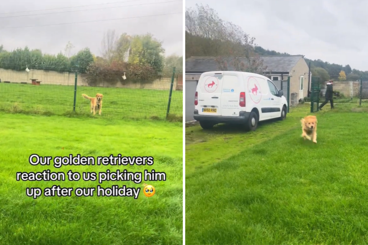 golden retrievers runs toward owners