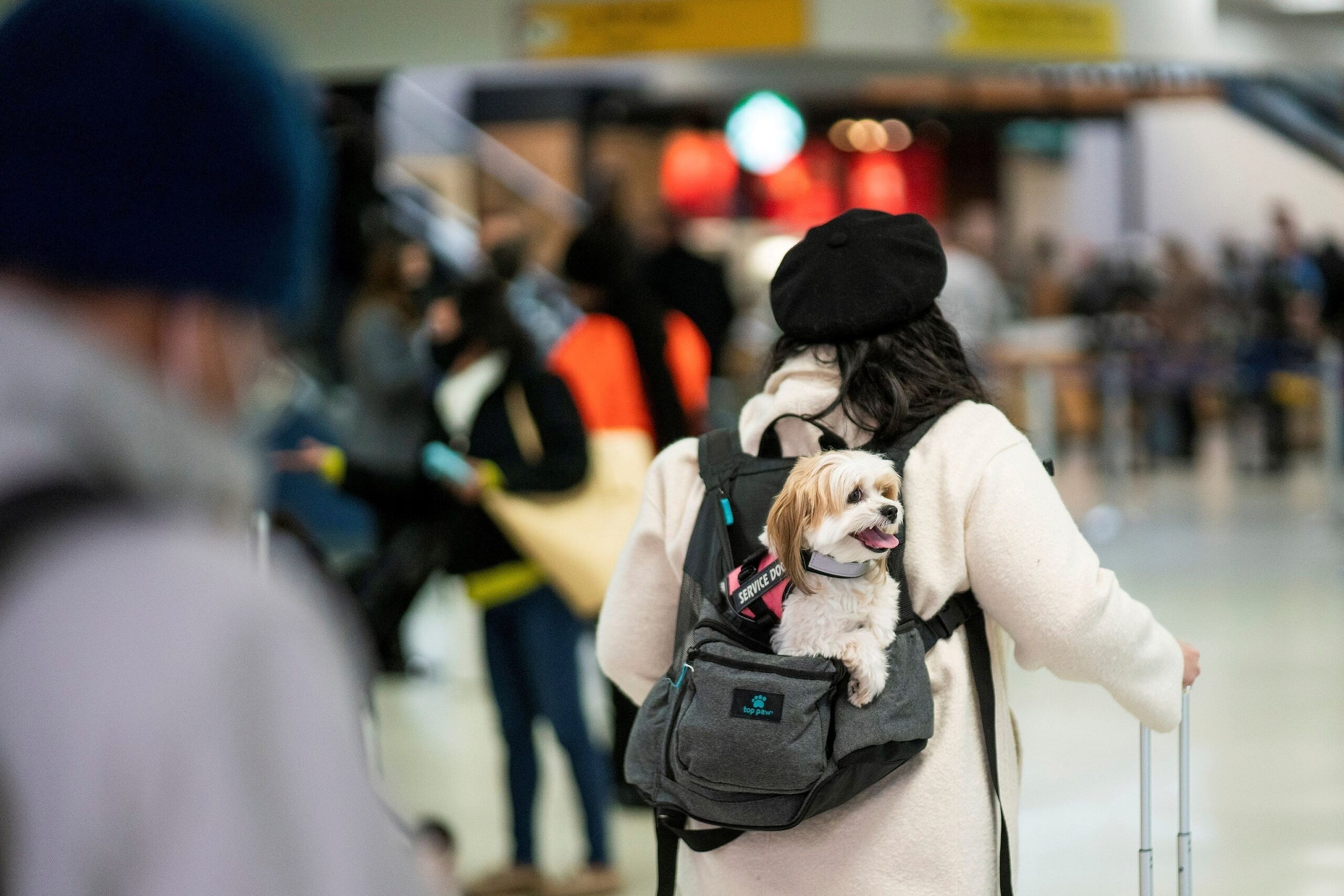 A small white dog in a black backpack with its head poking out. A woman in a beige jacket has him on her back. 