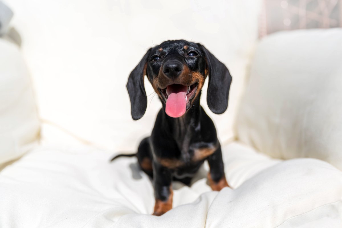 Happy dachshund with tongue out.