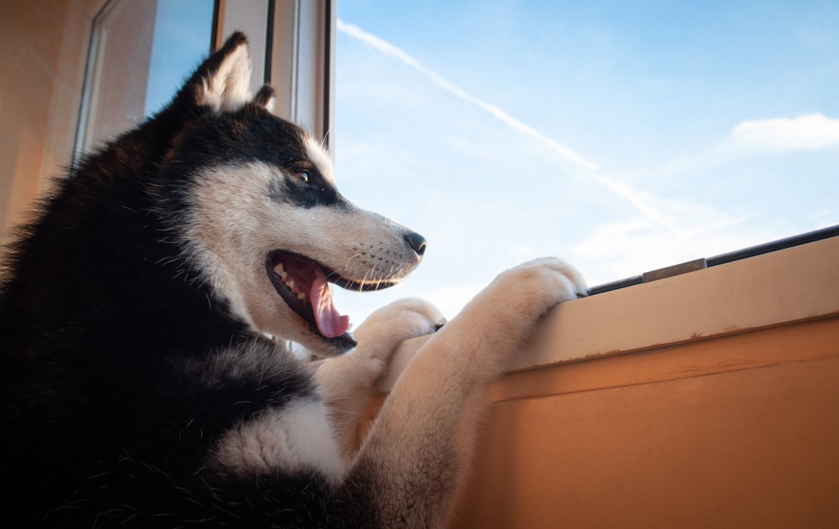 husky escaping