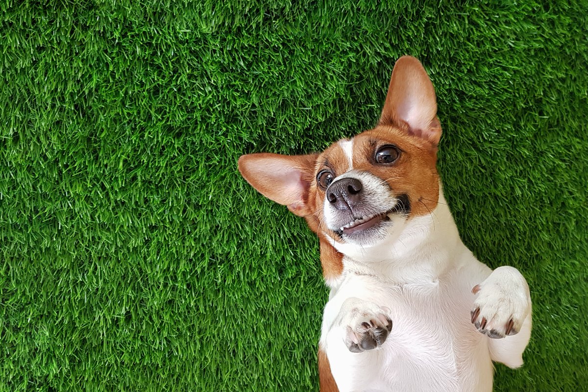 Jack Russell Terrier Lays On Grass 