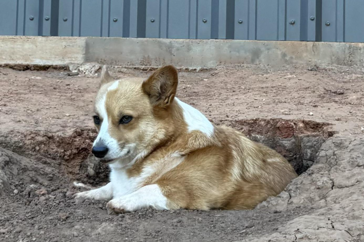 judgemental corgi