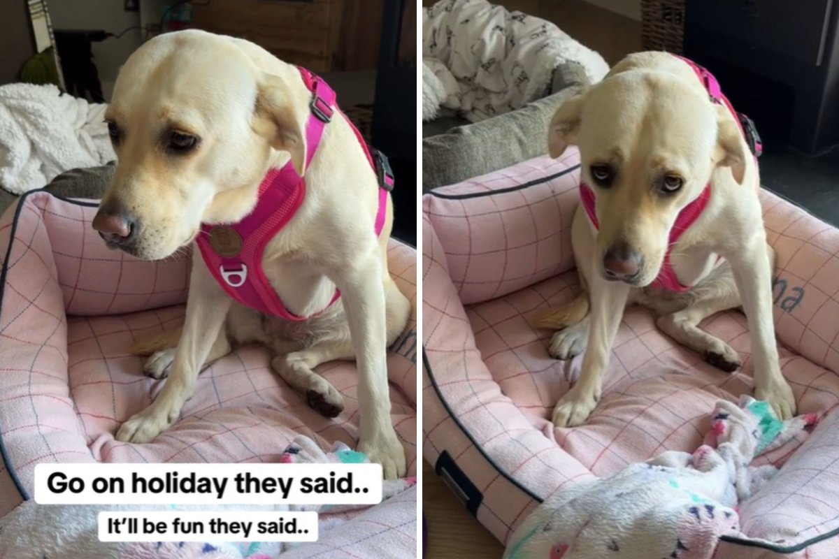 Labrador unimpressed with vacation