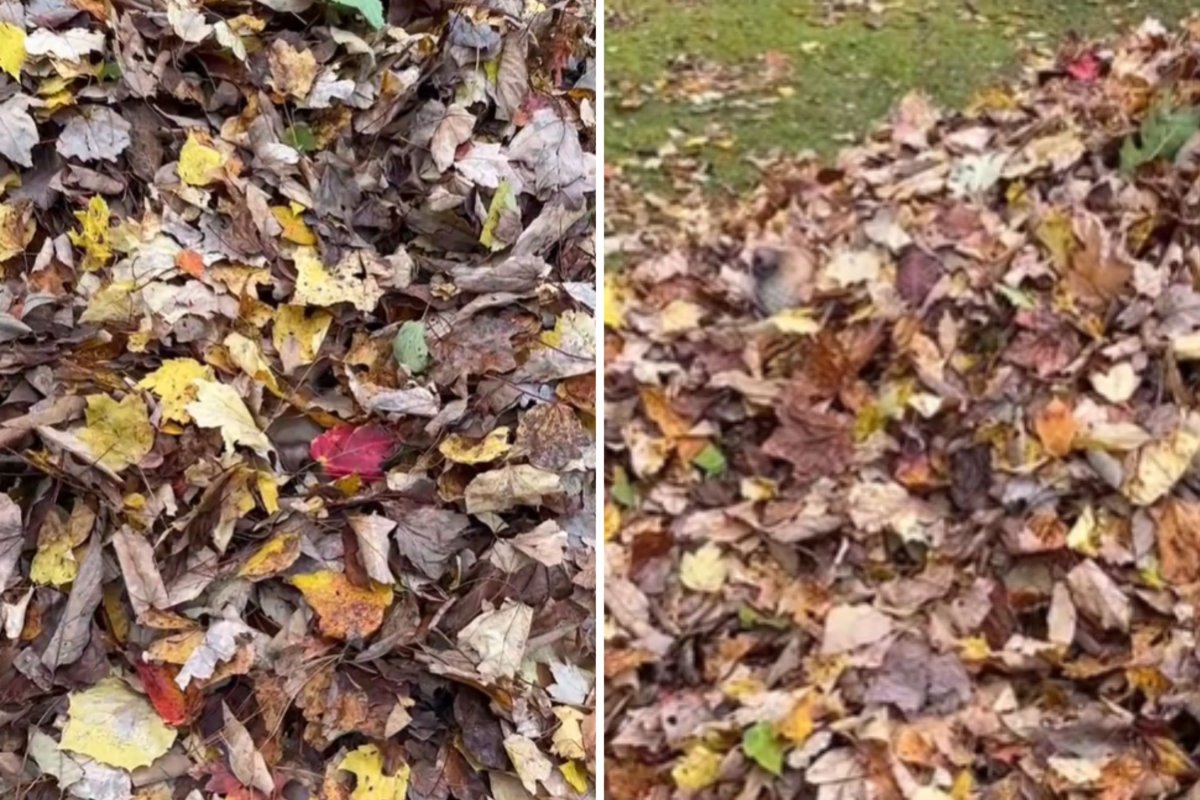 Leaf pile