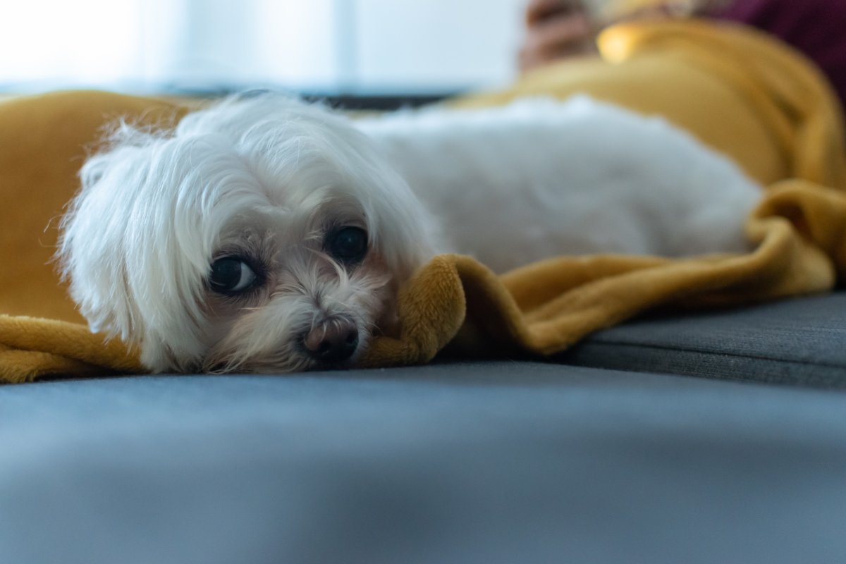 Maltese terrier lying down