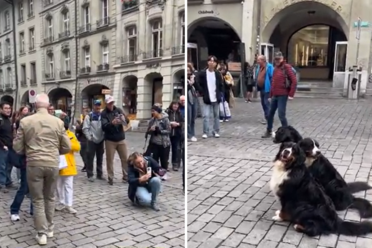 People taking photos of dogs