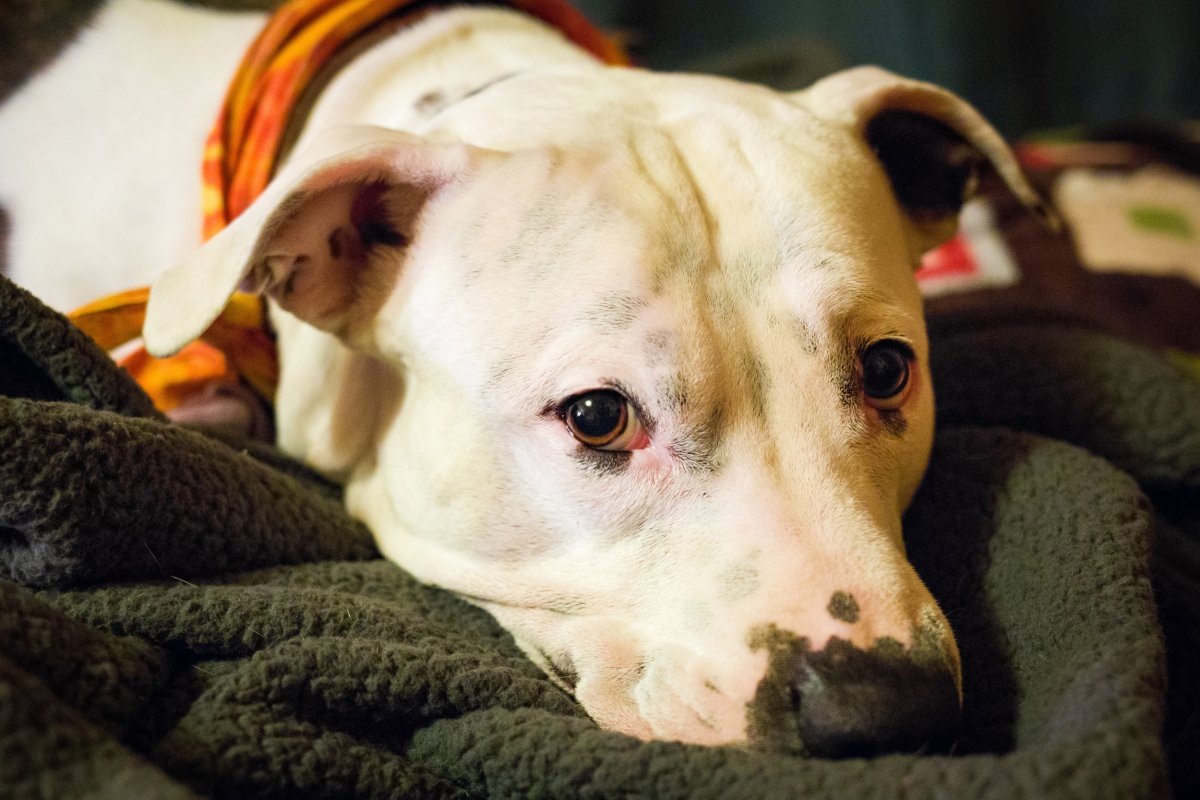 Pit bull laying on blanket. 