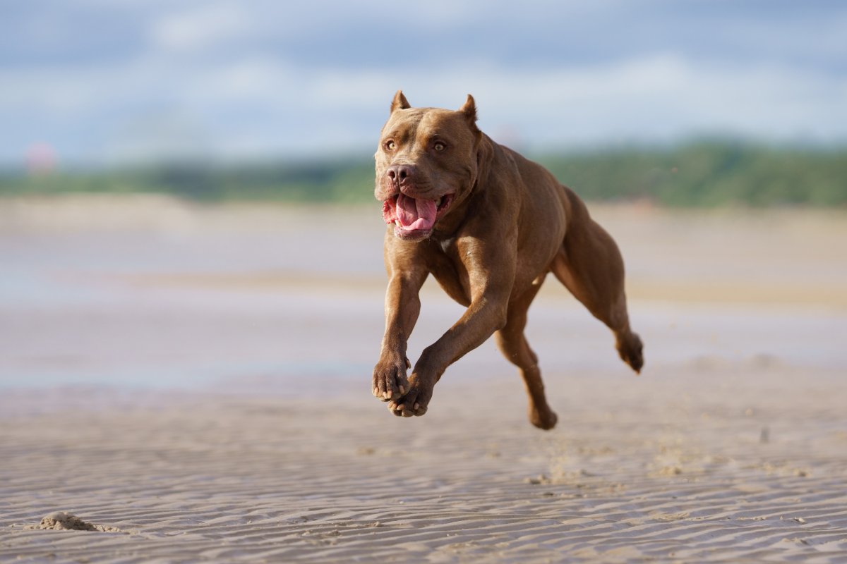 Pit bull terrier jumping on beach.