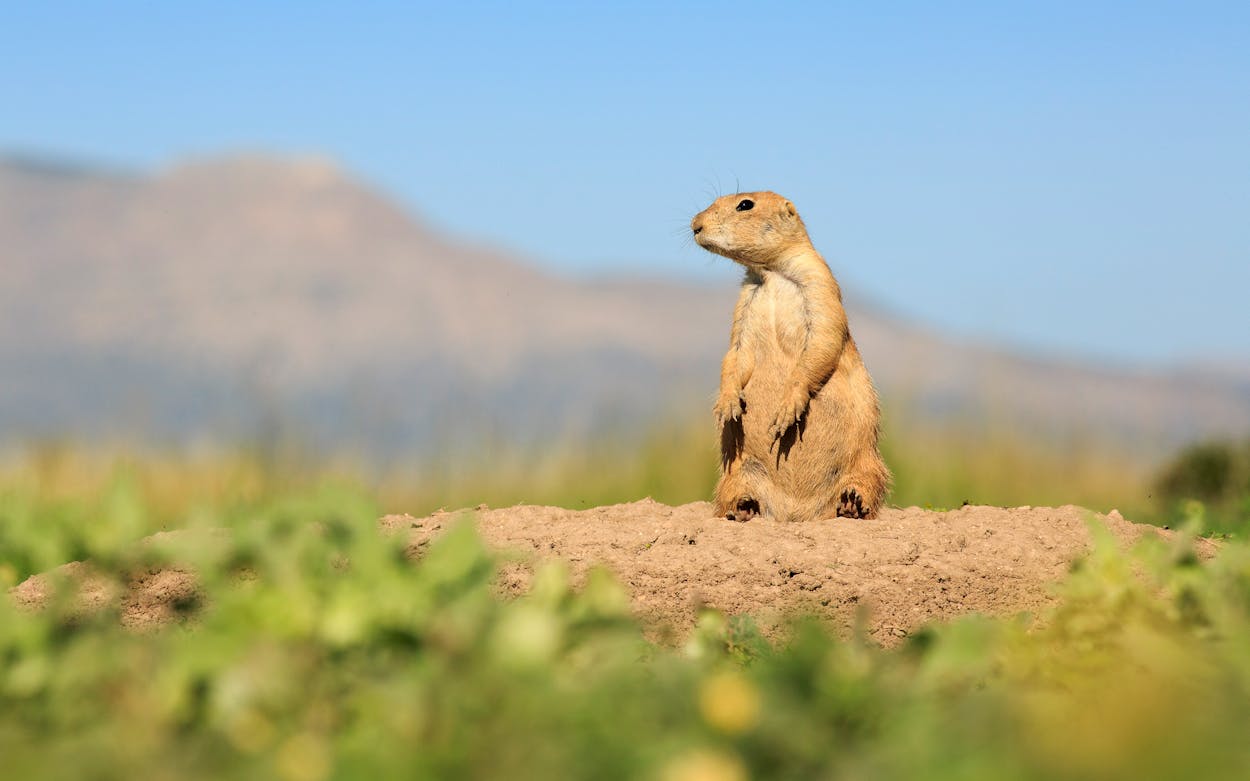 Texas Prairie Dogs